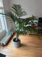 Kentiapalm, Ophalen, Palm, Halfschaduw, In pot