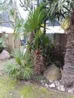 Trachycarpus fortunei winterharde palmboom, Tuin en Terras, Bloembollen en Zaden, Ophalen, Gehele jaar, Volle zon