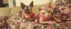 sphynx Kittens, Dieren en Toebehoren, Kater, 0 tot 2 jaar