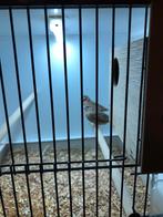 Tropenvogels, Meerdere dieren, Tropenvogel