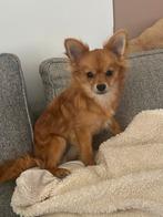 Beer van bijna 2 jaar, Dieren en Toebehoren, 1 tot 2 jaar, Eén hond, Nederland, Particulier