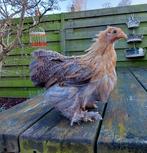 Cochin kriel hennetjes,  div kleuren, glad en krul., Dieren en Toebehoren, Pluimvee, Vrouwelijk, Kip