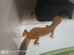 Grote collectie luipaard gekko's, Dieren en Toebehoren, 0 tot 2 jaar, Hagedis