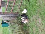 Cochin haantjes, Dieren en Toebehoren, Pluimvee, Mannelijk, Kip
