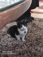 Lieve kat gratis ophalen, Dieren en Toebehoren, Katten en Kittens | Overige Katten, Kater, 0 tot 2 jaar