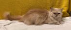 Te koop Ragdoll. +kruising, Dieren en Toebehoren, Meerdere dieren, Ontwormd