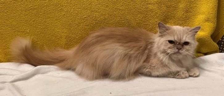 Te koop Ragdoll. +kruising, Dieren en Toebehoren, Katten en Kittens | Raskatten | Langhaar, Meerdere dieren, Ontwormd, Ingeënt