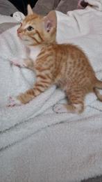 3 kwart Bengaalse kittens te koop, Dieren en Toebehoren, Meerdere dieren
