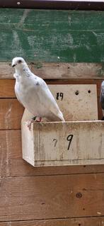 Figurita duiven witte met zwarte stippen, Meerdere dieren, Overige soorten