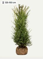 Taxus Baccata met kluit 125-150, Ophalen of Verzenden, Bloeit niet, Overige soorten, Volle zon