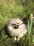 Mooie kleine dwergkeesjes(pommeriaan), Dieren en Toebehoren, Keeshond, 15 weken tot 1 jaar, CDV (hondenziekte), Meerdere