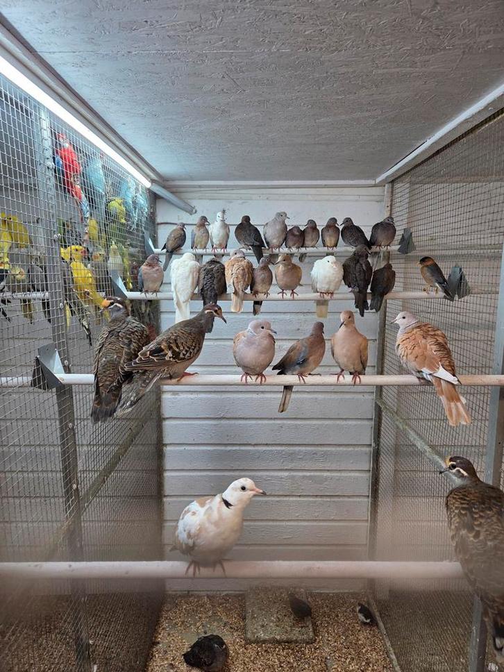 Diverse tropische duiven, Dieren en Toebehoren, Vogels | Duiven, Overige soorten, Meerdere dieren