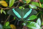 Diverse Tropische VLinderpoppen ALLEEN OPHALEN, Overige soorten