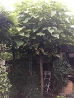 Catalpa Boom, Halfschaduw, Lente, 100 tot 250 cm, Ophalen