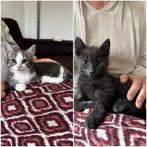 schattige kittens! jong grijs katertje + cypers/wit poesje, Dieren en Toebehoren, Katten en Kittens | Overige Katten, Meerdere dieren