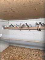 3 koppel diamant duiven, Dieren en Toebehoren, Vogels | Duiven, Meerdere dieren, Overige soorten