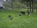 Unieke kruising pups te koop!, Dieren en Toebehoren, 8 tot 15 weken, Meerdere, Meerdere dieren, Nederland