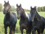 Meerdere paarden en pony's wegens inkrimping, Dieren en Toebehoren, Pony's, 0 tot 2 jaar, A pony (tot 1.17m), Gechipt, Onbeleerd