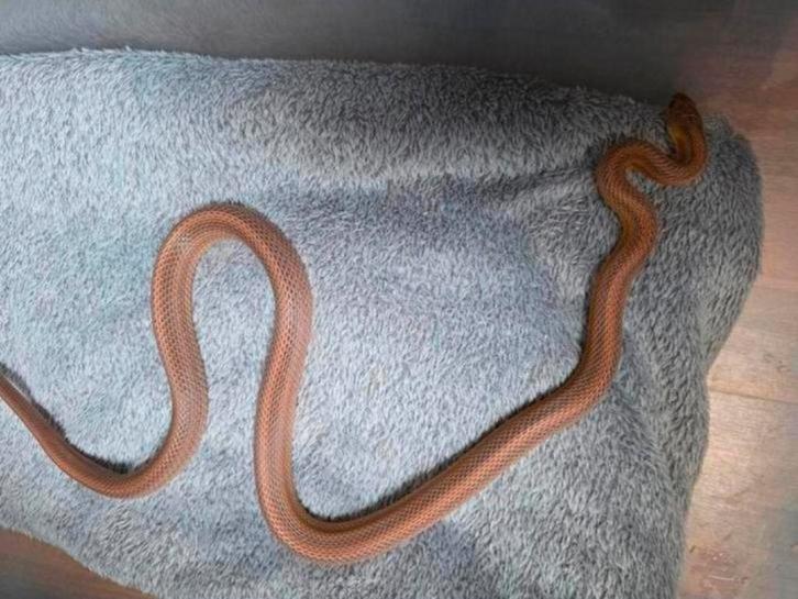 Rattenslang 1.0 mimosa anery tessera stripe