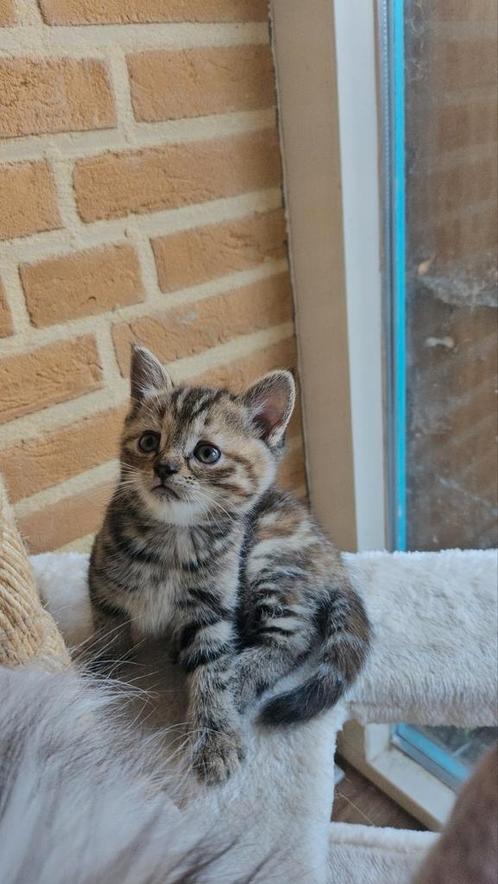 Poesje Shaded zilver pers x Europese korthaar  drager lh gen, Dieren en Toebehoren, Katten en Kittens | Raskatten | Korthaar, Poes