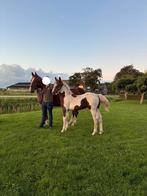 Bomproof tuigpaard en knap bont veulen te koop!, Dieren en Toebehoren, Paarden, Minder dan 160 cm, Niet van toepassing, 0 tot 2 jaar