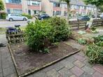 Gratis!!, Tuin en Terras, Bodembedekkers, Vaste plant, Ophalen of Verzenden, Bloeit niet