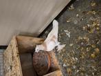 Koppel takla's, Dieren en Toebehoren, Vogels | Duiven, Meerdere dieren