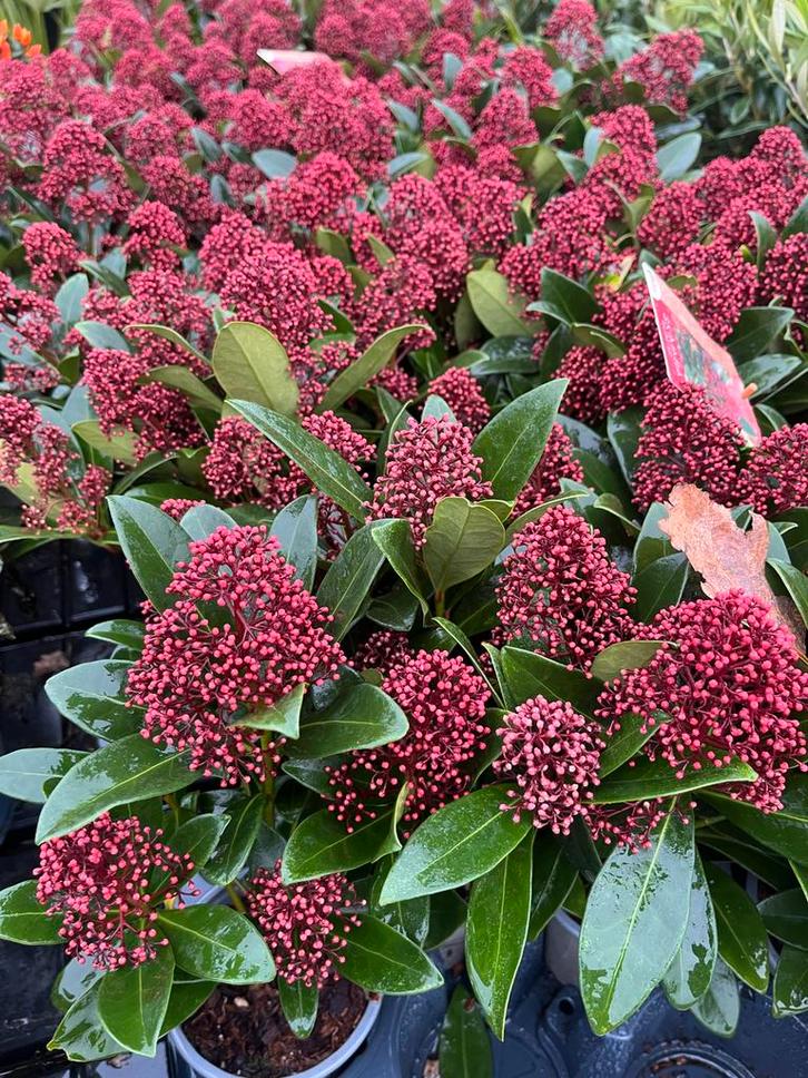Skimmia Japonica: Winterharde Sierheester, Tuin en Terras, Planten | Tuinplanten, Vaste plant, Overige soorten, Halfschaduw, Lente