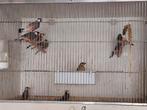 Rijstvogels, Dieren en Toebehoren, Meerdere dieren, Tropenvogel