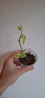 Monstera frozen freckles in vermiculiet, Huis en Inrichting, Kamerplanten, Ophalen of Verzenden, Halfschaduw, Minder dan 100 cm