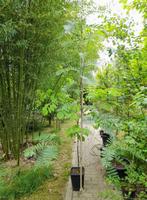 sorbus scalaris chinese lijsterbes, Ophalen, Volle zon, Overige soorten, Minder dan 100 cm