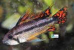 Apistogramma cacatuoides "Double Red", Dieren en Toebehoren, Vissen | Aquariumvissen, Vis, Zoetwatervis