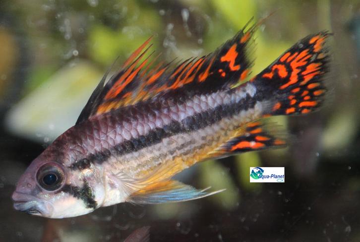 Apistogramma cacatuoides "Double Red", Dieren en Toebehoren, Vissen | Aquariumvissen, Zoetwatervis, Vis