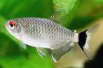 Roodoogzalm - Moenkhausia sanctaefilomenae - Koidream, Dieren en Toebehoren, Vis, Zoetwatervis