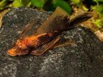 GEZOCHT! LDA16 Marlboro Longfin Ancistrus Vrouw., Vis, Zoetwatervis