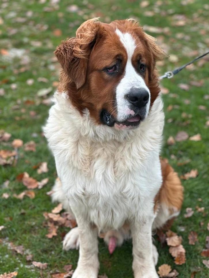 Sint bernard  kruising, Dieren en Toebehoren, Honden | Niet-rashonden, Groot, Reu, Particulier, Eén hond, Nederland, 1 tot 2 jaar