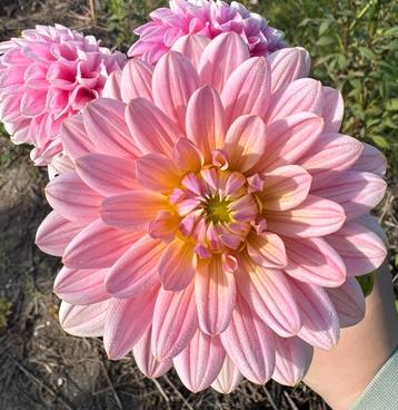 Dahlia zaden beschikbaar voor biedingen