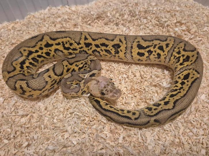 Python regius 1.0 pastel cypress clown