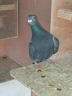 Zwarte Postduiven, Dieren en Toebehoren, Meerdere dieren, Postduif