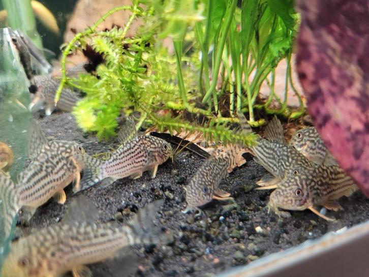 Hobbyaquarium Corydoras Sterbay +7 =€6,00 per stuk, Dieren en Toebehoren, Vissen | Aquariumvissen, Zoetwatervis, Vis, Schoolvis