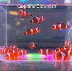 Ocellaris clownvis 1+1 gratis, Dieren en Toebehoren, Vissen | Aquariumvissen, Vis, Zoutwatervis