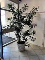 Grote kamerplant - Bamboe - MOET SNEL WEG!, Ophalen, 200 cm of meer, Overige soorten, Halfschaduw