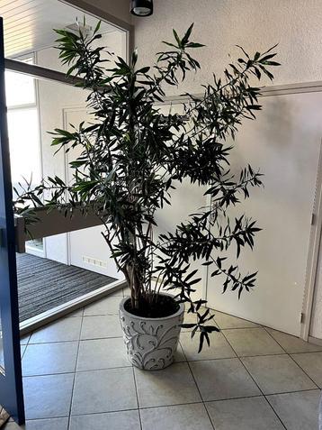 Grote kamerplant - Bamboe - MOET SNEL WEG! beschikbaar voor biedingen