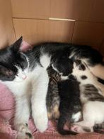 Kittens; handtam en gewend aan hond, geb 8 aug 2025, Dieren en Toebehoren, Katten en Kittens | Overige Katten, Meerdere dieren