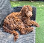 Labradoodle teef multigen grote maat caramel, Nederland, 15 weken tot 1 jaar, Overige rassen, CDV (hondenziekte)