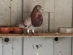 Mooie jonge vale duif zelf geteeld., Dieren en Toebehoren, Vogels | Duiven, Vrouwelijk, Kropper