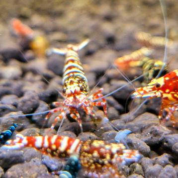 Échte Snowfall caridina garnalen aanbieding beschikbaar voor biedingen