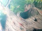 Rode garnalen, Dieren en Toebehoren, Vissen | Aquariumvissen, Kreeft, Krab of Garnaal