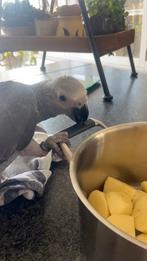 Grijze roodstaart baby papagaai, Dieren en Toebehoren, Mannelijk, Papegaai