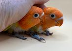 Jonge agapornis Fischeri dwergpapegaai 495/496, Dieren en Toebehoren, Vogels | Parkieten en Papegaaien, Geslacht onbekend, Dwergpapegaai of Agapornis